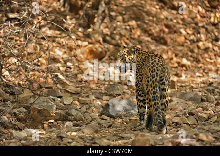 Leopard sur les pistes dans la réserve de tigres de Ranthambhore Banque D'Images