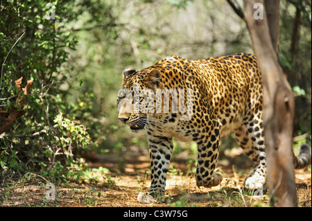 Leopard sur les pistes dans la réserve de tigres de Ranthambhore Banque D'Images