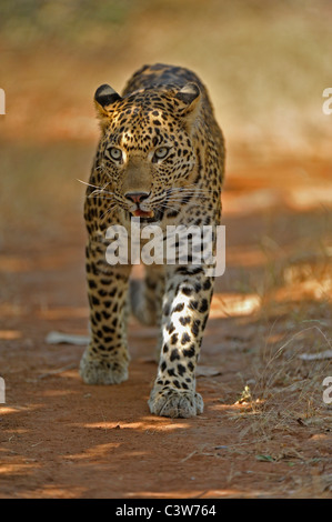 Leopard sur les pistes dans la réserve de tigres de Ranthambhore Banque D'Images