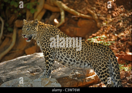 Leopard sur les pistes dans la réserve de tigres de Ranthambhore Banque D'Images