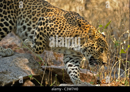 Leopard sur les pistes dans la réserve de tigres de Ranthambhore Banque D'Images