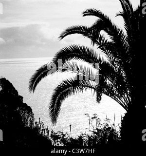 Palmier en bordure de la falaise à l'hôtel The Cliff Bay à Funchal, Madère, dans cette photo prise dans les années 1950 par J. Allan Cash, Banque D'Images