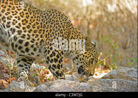 Leopard sur les pistes dans la réserve de tigres de Ranthambhore Banque D'Images