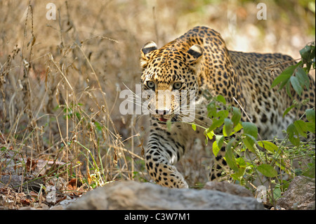 Leopard sur les pistes dans la réserve de tigres de Ranthambhore Banque D'Images