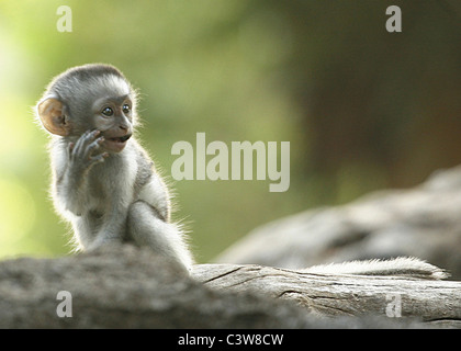 Bébé Singe assis sur une branche prise à l'Bablule Grietjie, une plus grande réserve Kruger, Afrique du Sud. Banque D'Images