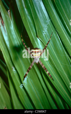 Multi-colored orb weaver (femelle araignée Argiope versicolor : Araneidae) dans les forêts tropicales de Thaïlande. Banque D'Images