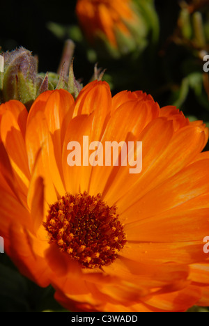 Fleur Orange. Un plan macro. Photo verticale Banque D'Images