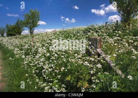 Cow parsley (Anthriscus sylvestris) croissant sur digue Banque D'Images