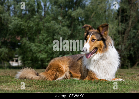 Collie écossais (Canis lupus familiaris) lying in garden Banque D'Images