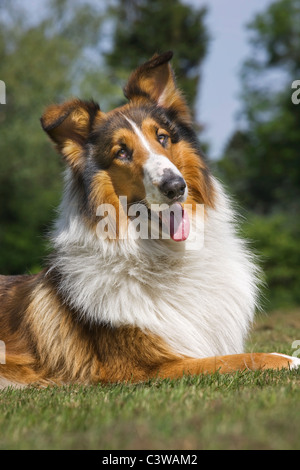 Collie écossais (Canis lupus familiaris) lying in garden Banque D'Images