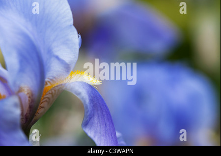 Iris 'pallida' fleur. Iris doux Banque D'Images