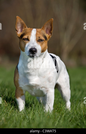 Enduit lisse Jack Russell Terrier (Canis lupus familiaris) in garden Banque D'Images