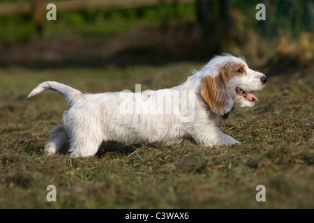 Basset griffon vendéen (Canis lupus familiaris) pup in garden Banque D'Images