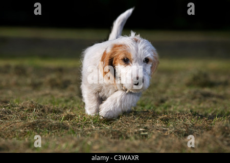 Basset griffon vendéen (Canis lupus familiaris) pup in garden Banque D'Images