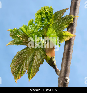 Les bourgeons des feuilles d'érable sycomore (Acer pseudoplatanus) Ouverture Banque D'Images