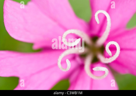 Close up of Red Campion flower Banque D'Images