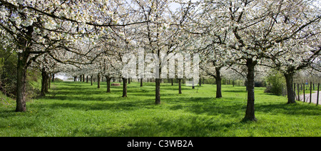 Verger avec cerisiers fleurissent au printemps, la Hesbaye, Belgique Banque D'Images