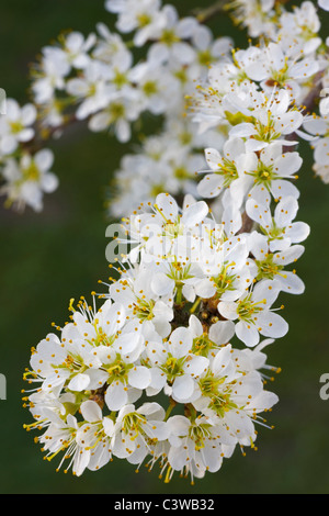 Prunellier / prunelle (Prunus spinosa) la floraison au printemps, Belgique Banque D'Images