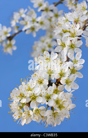 Prunellier / prunelle (Prunus spinosa) la floraison au printemps, Belgique Banque D'Images