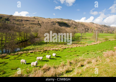 Glen moutons Shira au-dessus le Loch Fyne en Ecosse, Royaume-Uni. Banque D'Images