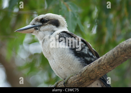 SONY DSC Australie, NSW, Gosford. Les jeunes kookaburra. Banque D'Images