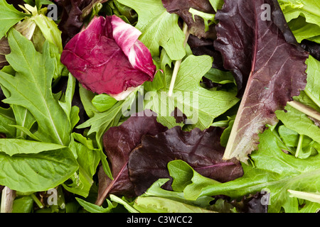 Les épinards, la laitue frisée rouge, fond de mizuna Banque D'Images