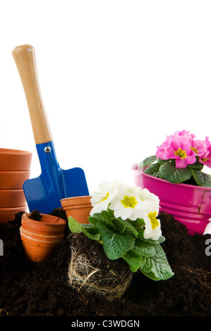 Beaucoup de primevères colorées avec outils de jardin isolé sur fond blanc Banque D'Images