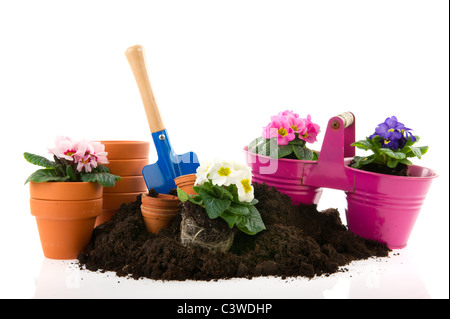 Jardinage avec pelle sable Primroses et pots de fleurs Banque D'Images