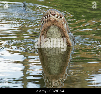 Avec tête d'Alligator sortant de l'eau, Gatorland, en Floride. Banque D'Images