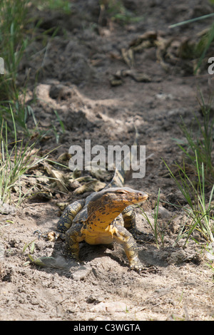 L'eau de Malaisie Varan (Varanus salvator) de Huai Kha Kaeng Wildlife Sanctuary. Banque D'Images