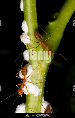 Fourmis rouges, Oecophylla smaragdina, précédant sur les insectes larve. Banque D'Images