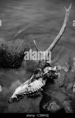 Image en noir et blanc d'un crâne de cerf rouge le long des rives de l'Coupall près de Glen Etive dans les Highlands d'Ecosse Banque D'Images