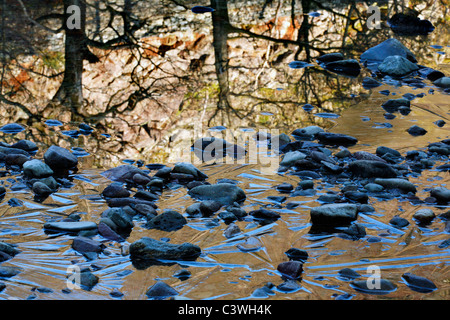 La glace, rochers et arbres se reflétant dans les eaux calmes du fleuve Derwent près de Rosthwaite dans la région des lacs de l'Angleterre Banque D'Images