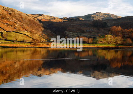 Canards traverser les eaux calmes de Watendlath Tarn dans la région des lacs de l'Angleterre Banque D'Images