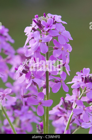 Hesperis matronalis, Sweet violets de la Dame, à la roquette Banque D'Images