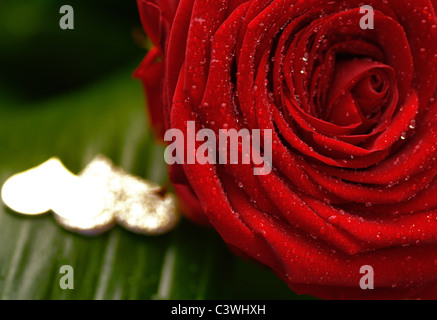 Une macro d'une rose rouge avec des gouttelettes d'eau sur une feuille avec quelques coeurs or floue dans l'arrière-plan. Banque D'Images