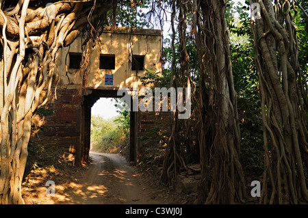 Piste forestière en passant par une ancienne porte et un arbre banian dans le parc national de Ranthambore, en Inde Banque D'Images