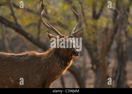 Stag cerf Sambar dans les forêts de la réserve de tigres de Ranthambhore, Inde Banque D'Images
