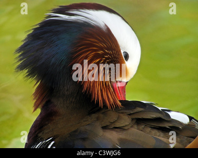 Nettoyage des plumes de canard mandarin Banque D'Images