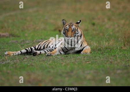 Femelle Bengal Tiger dans une clairière sur un après-midi d'été dans la Réserve de tigres de Bandhavgarh, Inde Banque D'Images