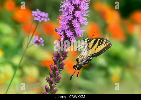 L'est un Tiger Swallowtail Butterfly sur Blazingstar Fleurs, Papilio glaucus Linnaeus Banque D'Images