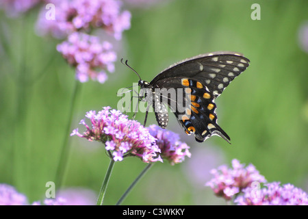 Un papillon au galop sur fond vert, le Swallowtail noir brésilien sur la Verveine Fleurs, Papilio polyxenes Fabriciu Banque D'Images