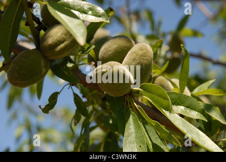 Amandes croissant sur un arbre, Province d'Alicante, Valence, Espagne Banque D'Images