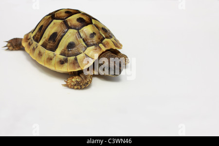 Petit bébé de la tortue d'Hermann sur fond noir-blanc Banque D'Images