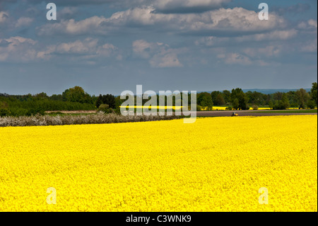 Paysage rural près de Wroclaw, Silésie, Pologne Banque D'Images