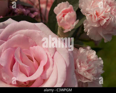 Bouquet de roses roses et d'oeillets Banque D'Images