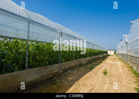 La culture des concombres, Merlino Azienda Agricola San Maurizio, Merlino, province de Lodi, Italie Banque D'Images