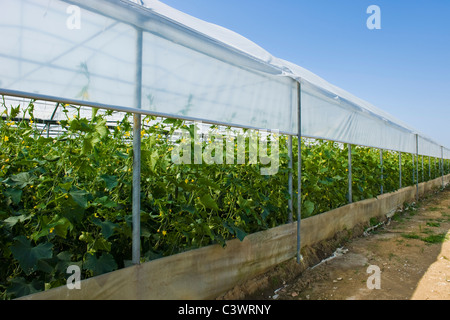 La culture des concombres, Merlino Azienda Agricola San Maurizio, Merlino, province de Lodi, Italie Banque D'Images