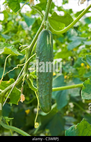 La culture des concombres, Merlino Azienda Agricola San Maurizio, Merlino, province de Lodi, Italie Banque D'Images