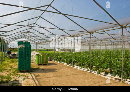 La culture des concombres, Merlino Azienda Agricola San Maurizio, Merlino, province de Lodi, Italie Banque D'Images